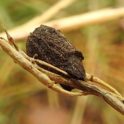 Cryptocephalinae (sub-family) (A case-bearing leaf beetle) at Stromlo, ACT - 4 Jan 2022 by HelenCross