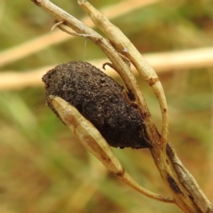 Cryptocephalinae (sub-family) at Stromlo, ACT - 4 Jan 2022 08:49 AM