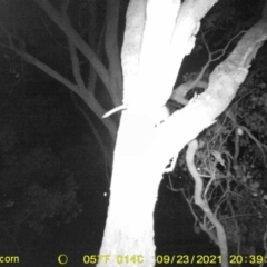 Pseudocheirus peregrinus (Common Ringtail Possum) at Leneva, VIC - 23 Sep 2021 by DMeco