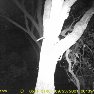 Pseudocheirus peregrinus (Common Ringtail Possum) at Monitoring Site 108 - Road - 23 Sep 2021 by DMeco