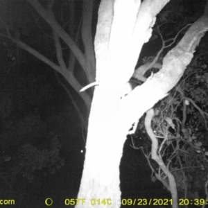 Pseudocheirus peregrinus at Leneva, VIC - 23 Sep 2021