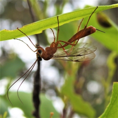 Ichneumonidae (family) (Unidentified ichneumon wasp) at Stromlo, ACT - 4 Jan 2022 by HelenCross