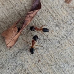 Camponotus consobrinus (Banded sugar ant) at Kambah, ACT - 3 Jan 2022 by HelenCross