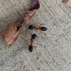 Camponotus consobrinus (Banded sugar ant) at Kambah, ACT - 4 Jan 2022 by HelenCross
