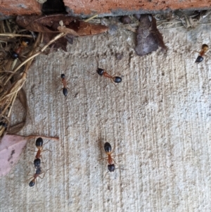 Camponotus consobrinus at Kambah, ACT - 4 Jan 2022