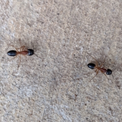 Camponotus consobrinus at Kambah, ACT - 4 Jan 2022