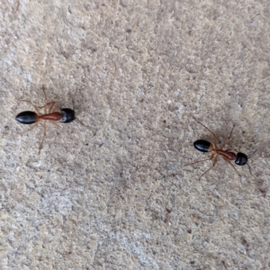 Camponotus consobrinus at Kambah, ACT - 4 Jan 2022