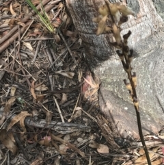 Gastrodia procera at Cotter River, ACT - suppressed