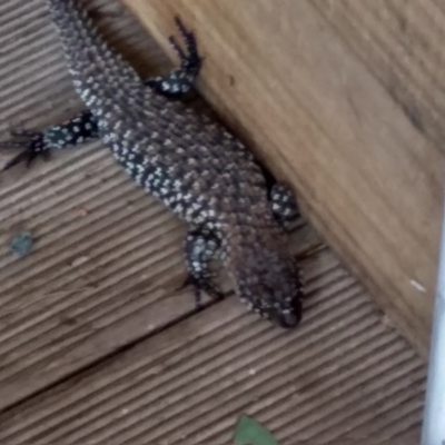 Egernia cunninghami (Cunningham's Skink) at Higgins, ACT - 4 Jan 2022 by Margo