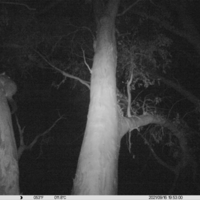 Trichosurus vulpecula (Common Brushtail Possum) at Wodonga - 16 Sep 2021 by DMeco