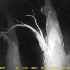 Petaurus norfolcensis (Squirrel Glider) at Wodonga - 16 Sep 2021 by DMeco