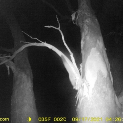Petaurus norfolcensis (Squirrel Glider) at Monitoring Site 110 - Remnant - 16 Sep 2021 by DMeco