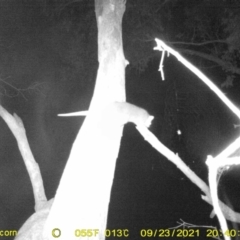 Pseudocheirus peregrinus (Common Ringtail Possum) at Monitoring Site 111 - Road - 23 Sep 2021 by DMeco