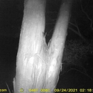 Petaurus norfolcensis at Baranduda, VIC - 24 Sep 2021 02:18 AM