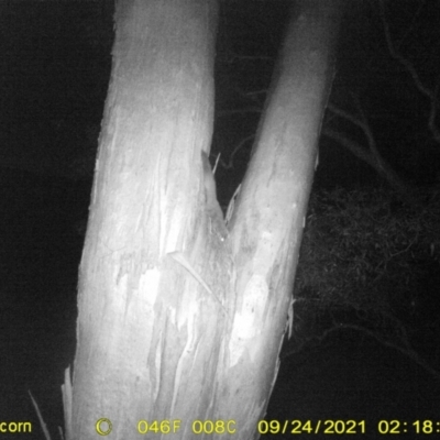 Petaurus norfolcensis (Squirrel Glider) at Monitoring Site 112 - Road - 23 Sep 2021 by DMeco