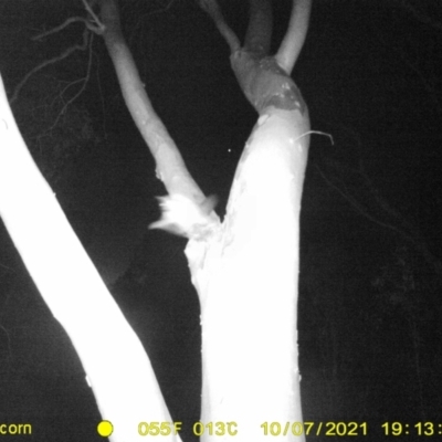 Trichosurus vulpecula (Common Brushtail Possum) at Monitoring Site 113 - Road - 7 Oct 2021 by DMeco