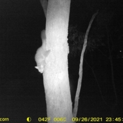 Trichosurus vulpecula (Common Brushtail Possum) at Jack Perry Reserve - 26 Sep 2021 by DMeco