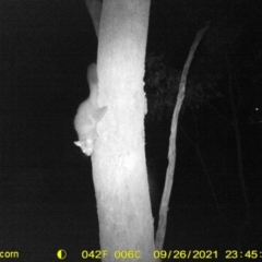 Trichosurus vulpecula (Common Brushtail Possum) at Wodonga, VIC - 26 Sep 2021 by DMeco