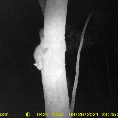 Trichosurus vulpecula (Common Brushtail Possum) at Wodonga - 26 Sep 2021 by DMeco