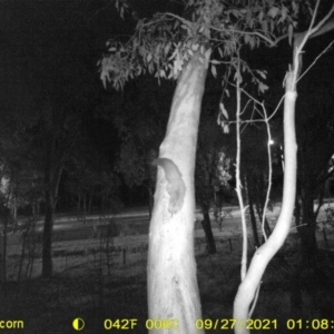 Petaurus norfolcensis at Bandiana, VIC - 27 Sep 2021