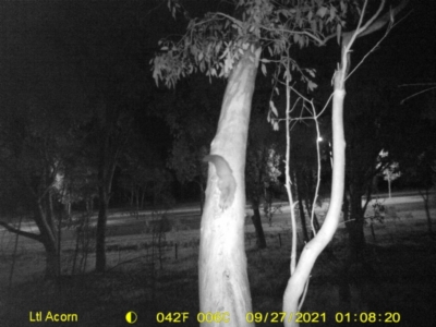 Petaurus norfolcensis (Squirrel Glider) at Bandiana, VIC - 27 Sep 2021 by DMeco