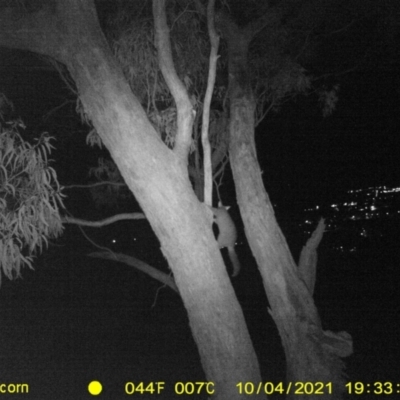 Trichosurus vulpecula (Common Brushtail Possum) at Bandiana, VIC - 4 Oct 2021 by DMeco