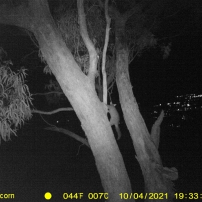 Trichosurus vulpecula (Common Brushtail Possum) at Wodonga - 4 Oct 2021 by DMeco