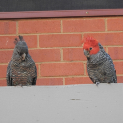 Callocephalon fimbriatum (Gang-gang Cockatoo) at Acton, ACT - 3 Jan 2022 by HelenCross