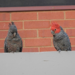 Callocephalon fimbriatum (Gang-gang Cockatoo) at Australian National University - 2 Jan 2022 by HelenCross