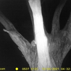 Trichosurus vulpecula (Common Brushtail Possum) at Monitoring Site 122 - Remnant - 3 Oct 2021 by DMeco