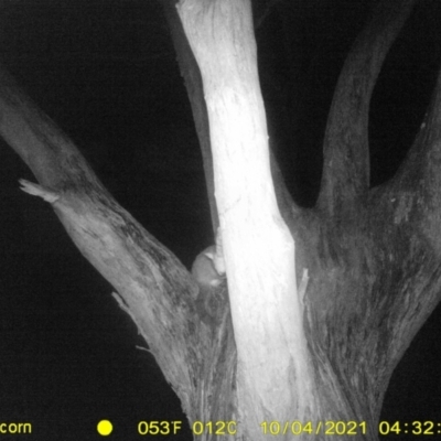 Trichosurus vulpecula (Common Brushtail Possum) at Wodonga - 3 Oct 2021 by DMeco