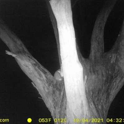 Trichosurus vulpecula (Common Brushtail Possum) at Baranduda, VIC - 3 Oct 2021 by DMeco