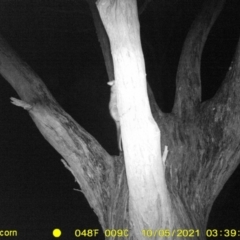 Trichosurus vulpecula at Baranduda, VIC - 4 Oct 2021 04:32 AM
