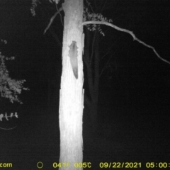 Petaurus norfolcensis (Squirrel Glider) at WREN Reserves - 21 Sep 2021 by DMeco