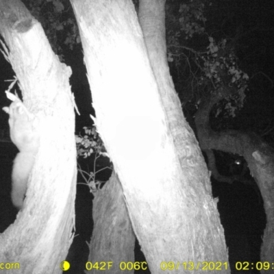 Petaurus norfolcensis (Squirrel Glider) at Baranduda, VIC - 13 Sep 2021 by DMeco