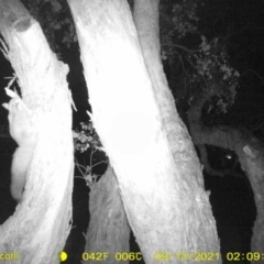 Petaurus norfolcensis (Squirrel Glider) at Monitoring Site 125 - Road - 12 Sep 2021 by DMeco