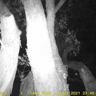 Pseudocheirus peregrinus (Common Ringtail Possum) at Wodonga - 23 Sep 2021 by DMeco