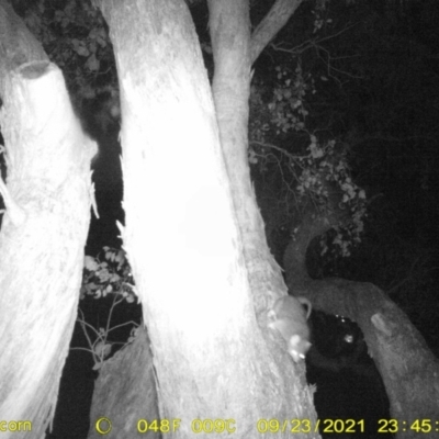 Pseudocheirus peregrinus (Common Ringtail Possum) at Monitoring Site 125 - Road - 23 Sep 2021 by DMeco