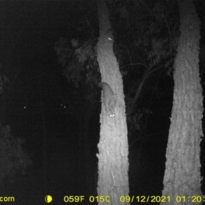 Petaurus norfolcensis at Wodonga, VIC - 12 Sep 2021 01:20 AM