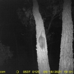 Pseudocheirus peregrinus (Common Ringtail Possum) at WREN Reserves - 18 Sep 2021 by DMeco