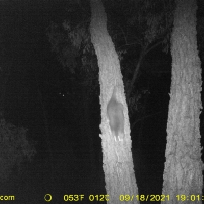 Pseudocheirus peregrinus (Common Ringtail Possum) at WREN Reserves - 18 Sep 2021 by DMeco