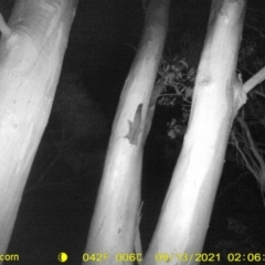 Petaurus norfolcensis (Squirrel Glider) at WREN Reserves - 12 Sep 2021 by DMeco