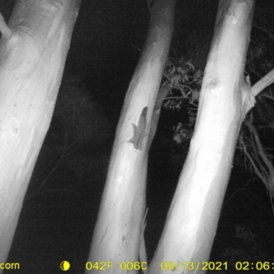Petaurus norfolcensis (Squirrel Glider) at Monitoring Site 127 - Remnant - 12 Sep 2021 by DMeco