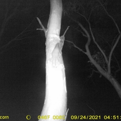 Petaurus norfolcensis (Squirrel Glider) at Monitoring Site 129 - Revegetation - 23 Sep 2021 by DMeco