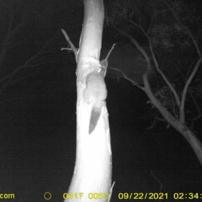 Trichosurus vulpecula (Common Brushtail Possum) at Wodonga - 21 Sep 2021 by DMeco