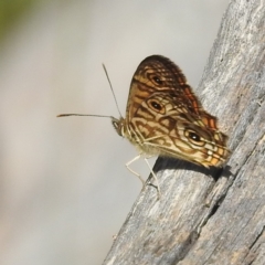 Geitoneura acantha (Ringed Xenica) at Black Mountain - 2 Jan 2022 by HelenCross