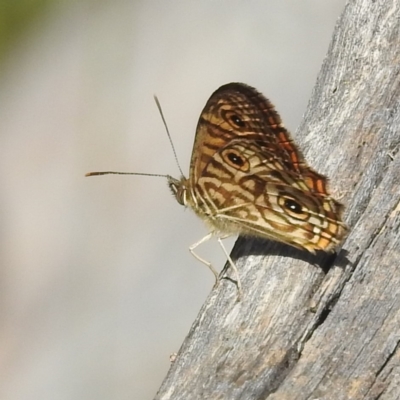 Geitoneura acantha (Ringed Xenica) at Black Mountain - 2 Jan 2022 by HelenCross