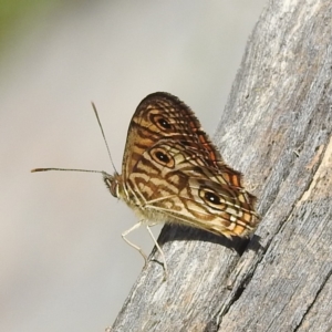 Geitoneura acantha at Acton, ACT - 3 Jan 2022 10:17 AM