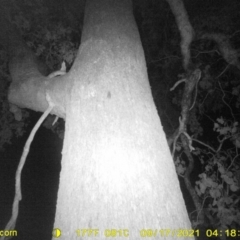 Antechinus sp. (genus) (Unidentified Antechinus) at WREN Reserves - 16 Sep 2021 by DMeco