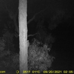 Petaurus sp. (A glider) at Baranduda Regional Park - 19 Sep 2021 by DMeco